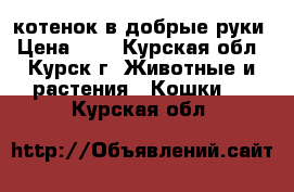 котенок в добрые руки › Цена ­ 1 - Курская обл., Курск г. Животные и растения » Кошки   . Курская обл.